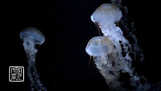 Help your😴Sleeping, Meditation🙏 Music 12HRS with Mysterious fairy Jellyfish. Recommend at bedroom.