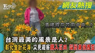 台灣最美的風景是人? 彰化金針花海 又見遊客闖入花田 踩到東倒西歪｜TVBS新聞@TVBSNEWS01