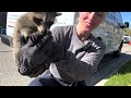 wild raccoon roundup wildlife control team is caught off guard