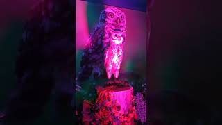 ஆந்தை, Owl