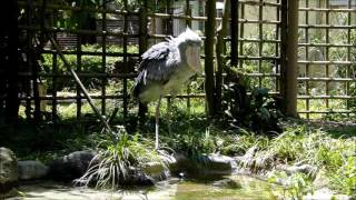 shoebill ハシビロコウ 面白いねシュシュ・ルタンガ