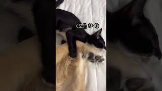 셔리 발베개 좋다 ㅎㅎ #골든리트리버 #고양이 #개냥이 #강아지 #강아지고양이 #강아지발 #꼬순내 #셔리투투