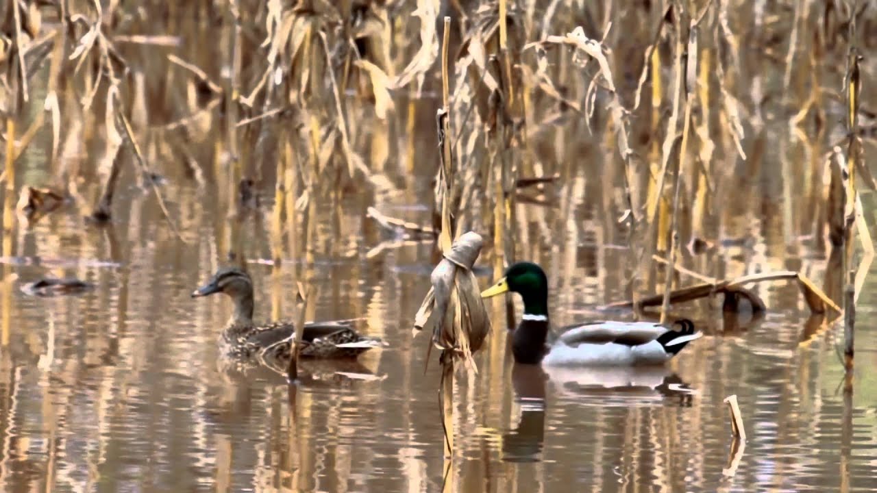 Michigan Waterfowl Hunting Runs Deep - YouTube