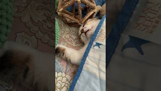 雨天床上會有小懶貓在呼呼大睡💤#kawaii #cat #funny #dailyshorts #catlover #catvideos #cute #kitten #relaxing #猫