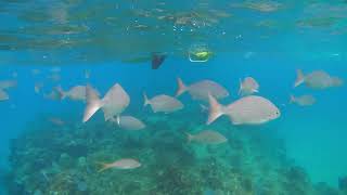 Snorkeling at Starfish Jibacoa Cuba - Friday Nov 29, 2024