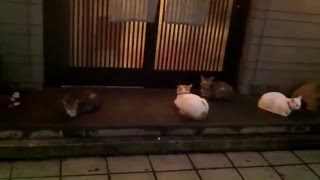 奄美大島 しあわせな猫・屋仁川通り（マヤ・やんご）