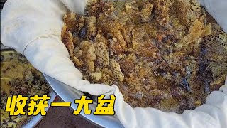 邻居红薯地窖里来了一群不速之客，邀请阿文来帮忙，收获整整10多斤蜂蜜【山村大雄】