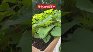 阳台的绿叶菜 红薯叶 Green leafy vegetables on the balcony Sweet potato leaves