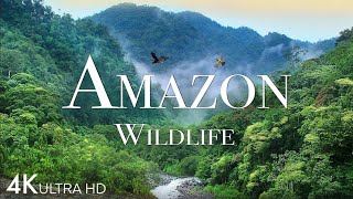 Amazon Jungle 4K - The World’s Largest Tropical Rainforest | Scenic Relaxation Film | Jungle Sound