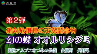 オオルリシジミ　天然記念物　絶滅危惧種　幻の蝶　 安曇野　長野県