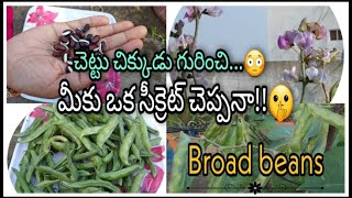 చెట్టు చిక్కుడు గురించి..😳 మీకు ఒక సీక్రెట్ చెప్పనా!!🤫//చిక్కుడు చెట్టు గురించి పూర్తి information