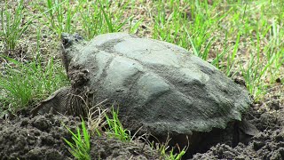 Snapping Turtle Nesting Process
