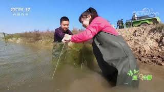 《谁知盘中餐》 20211201 冻虾如何吃出鲜虾味|农业致富经 Agriculture And Farming