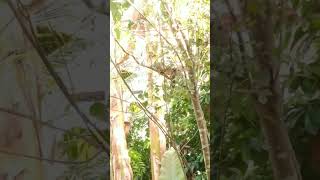 එයාලා තුන්දෙනා බලන්නකෝ 🐦 #nature #birds #viralvideo #trending #fyp