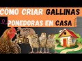 Secretos de Éxito para Criar Gallinas Ponedoras