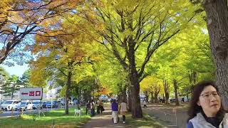 2024/10/24北海道大學銀杏