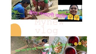 তাঁত লগালোঁ আজি বহুত দিনৰ পিছত \\\\tat logalu aji bohut dinot pisot\\\\@bishnnupriyapjvlogs5635 #assamesevideo