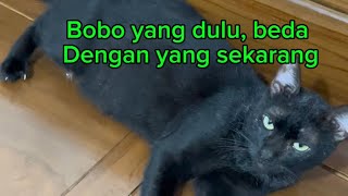 Bobo yang dulu, beda dengan yg sekarang @Anabulmeong