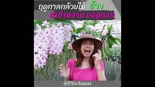 ทำอย่างไร ไม่ให้พลาด ดูดอกกล้วยไม้ช้าง