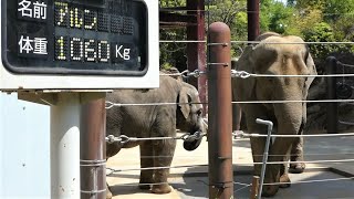 20230425 上野動物園　アジアゾウ　キュッキュッ鳴いているウタイ　ユラユラしているスーリヤ　青草をバクバク食べるアルン　アルンの体重1,060㎏