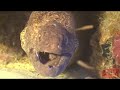 yellow margin moray and cleaner shrimp