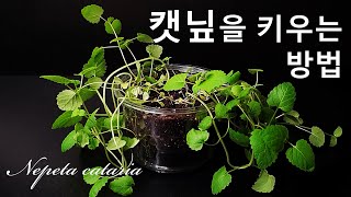 캣닢을 키우는 간단한 방법｜고양이를 위한 식물키우기｜모기기피식물 캣닢 키우기｜캣그라스 캣닙｜개박하, 돌박하, 고양이민트｜How to grow #24 Catmint