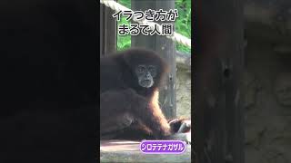 人間みたいなシロテテナガザル #shorts #のいち動物公園