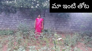 మన ఇంటి తోటలో చాలా రకాల కూరగాయల మొక్కలు || Our House Garden || Hema Healthy Kitchen and more ||