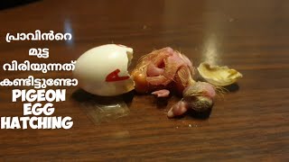 Hatching|Pigeon egg hatching| പ്രാവിൻറെ മുട്ട വിരിയുന്നത് കണ്ടിട്ടുണ്ടോ