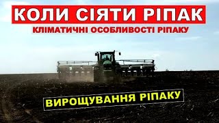 Коли сіяти ріпак?Кліматичні особливості ріпаку.Які строки посіву ріпаку?Вирощування ріпаку.