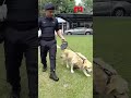 Inside PDRM's K9 Unit: Exclusive Look at Canine Officers in Action