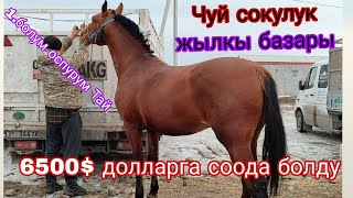 5.Январ кунан 6500$ доллар деп соода укмуш болду Чуй сокулук жылкы базары 1.болум тайлар оспурумдор