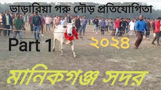 ভাড়ারিয়া গরু দৌড় প্রতিযোগিতা ২০২৪।Vararia goru dore potijogita 2024.  Vararia, Manikgonj Bangladesh