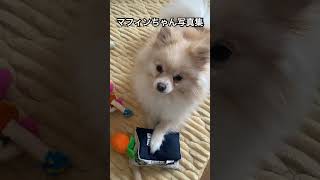 マフィンちゃん写真集　#かわいい犬 #ポメラニアン #大型犬のいる生活 #癒し #元気になる動画 #可愛い