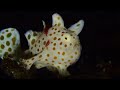 イロカエルアンコウ幼魚 伊豆大島の秋の浜