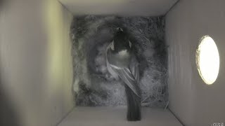 Nestbox 20190430/14:00 - 2121 frames with movement