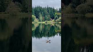 Beautiful Lake Phantom view Bellevue Washington USA, October 2023