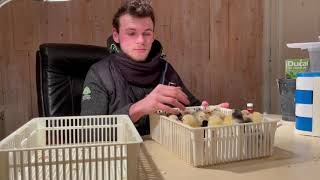 COMMENT VACCINER SES POUSSINS (MAREK)