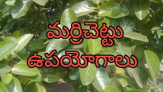 మర్రిచెట్టు ఉపయోగాలు uses of marri chettu health tips in telugu