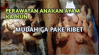 PERAWATAN ANAKAN AYAM KALKUN MUDAH GAK RIBET