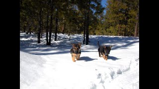 2003-03 Cosmo \u0026 Diana as pups, 1st snow trip