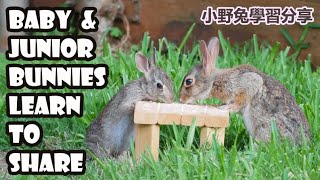 Wild baby bunny and junior bunny learn to share oats at the table