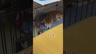 柴犬が可愛過ぎてレンズもバグる　vol.399 #shorts  #shibainu #ツチノコ