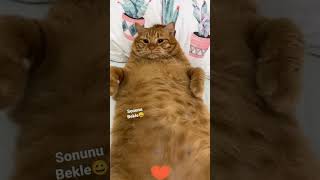 Ne kadar tatlı olduğunu biliyormusun , sweet cat video