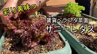 【プランター菜園】サニーレタス 植え付けから収穫まで