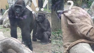 Gentaro kicks Kintaro with hind leg to invite him to play.【Kyoto Zoo】Gorilla