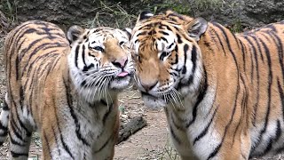 同居中のソーンくんとローラちゃん　ずっとそばにいるわけではないけれど　【浜松市動物園】Amur tiger Son-kun Lora-chan Hamamatsu Zoo