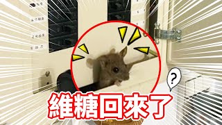 【維鼠日記】維糖回來了？【維特】#70