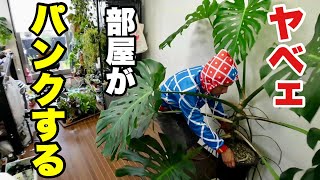 ベランダの植物が部屋に置けねぇぞ。。。　【園芸超人カーメン君】