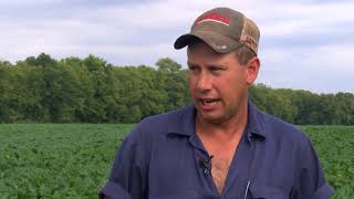 Hanover County Agricultural Close-up
